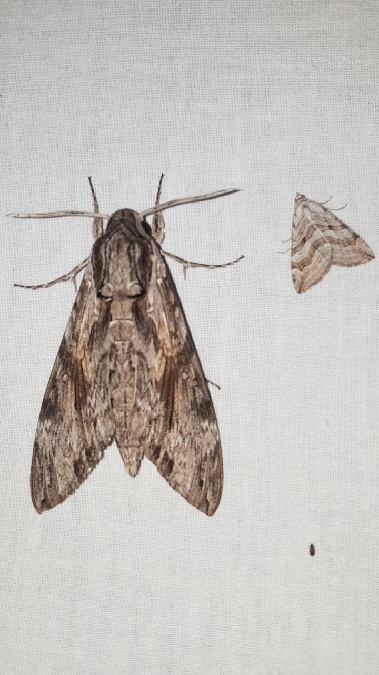 Sphinx du Liseron  - Melchior Viallet