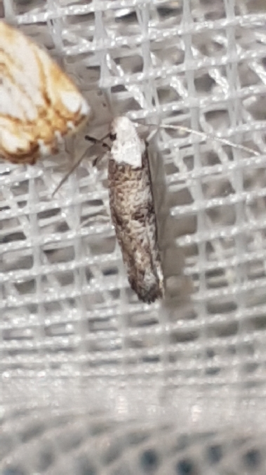 Paraswammerdamia albicapitella  - Melchior Viallet