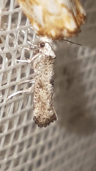 Paraswammerdamia albicapitella  - Melchior Viallet