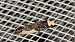 Monopis monachella  - Melchior Viallet
