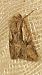 Actinotia hyperici  - Melchior Viallet