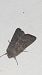 Noctuelle boueuse  - Melchior Viallet
