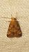 Brachmia blandella  - Melchior Viallet