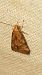 Brachmia blandella  - Melchior Viallet