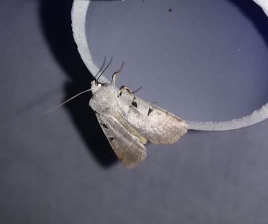 Eugnorisma glareosa  - Thomas Lux