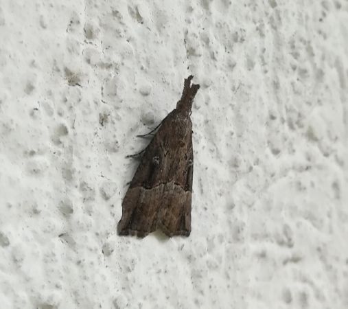 Hypena rostralis  - Thomas Lux