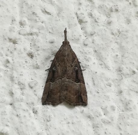 Hypena rostralis  - Thomas Lux