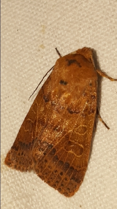 Agrochola pistacinoides  - Melchior Viallet