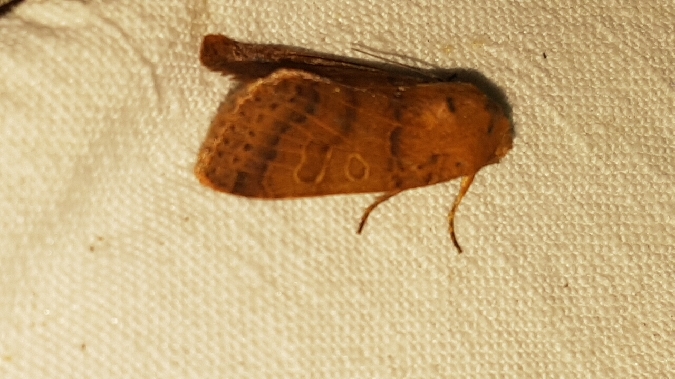 Agrochola pistacinoides  - Melchior Viallet