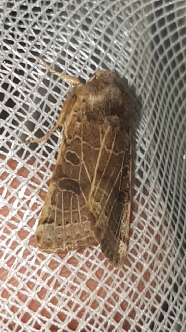 Agrochola lunosa  - Melchior Viallet