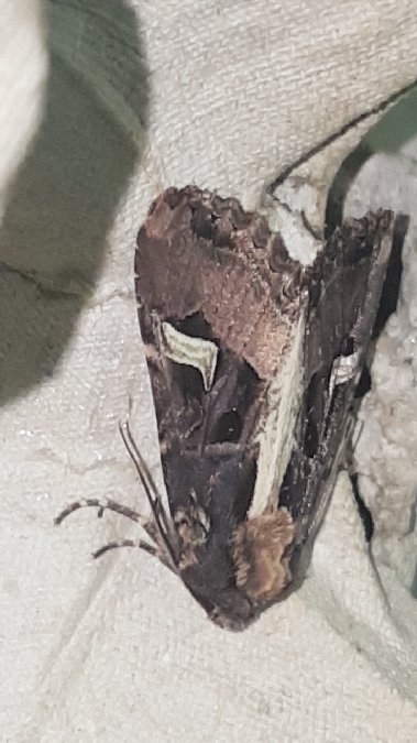 Trigonophora flammea  - Melchior Viallet