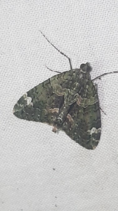 Chloroclysta siterata  - Melchior Viallet