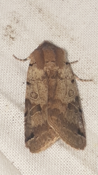 Agrochola litura  - Melchior Viallet