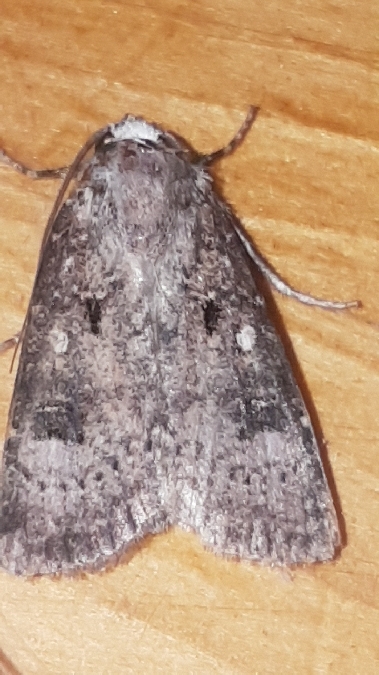 Agrotis trux  - Melchior Viallet