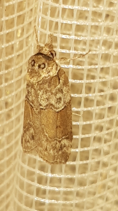 Nycteola siculana  - Melchior Viallet