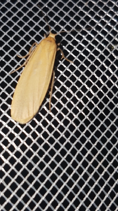 Manteau jaune  - Melchior Viallet