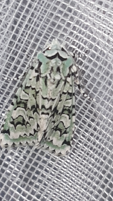 Griposia aprilina  - Melchior Viallet