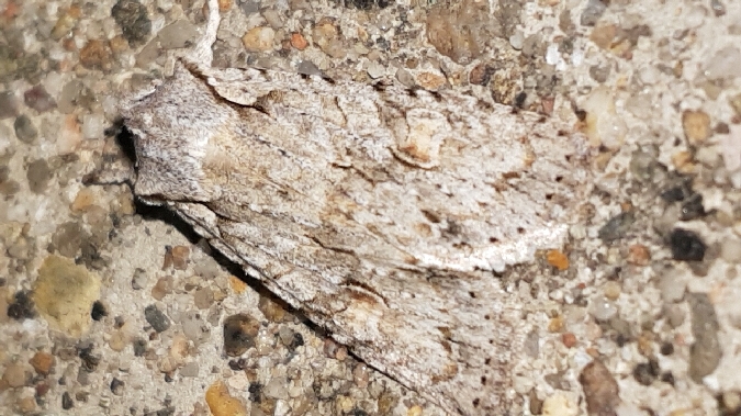 Lithophane ornitopus  - Melchior Viallet