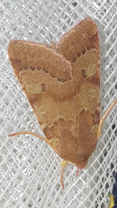 Agrochola helvola  - Melchior Viallet
