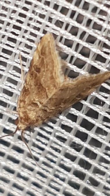 Hellula undalis  - Melchior Viallet
