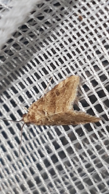 Hellula undalis  - Melchior Viallet