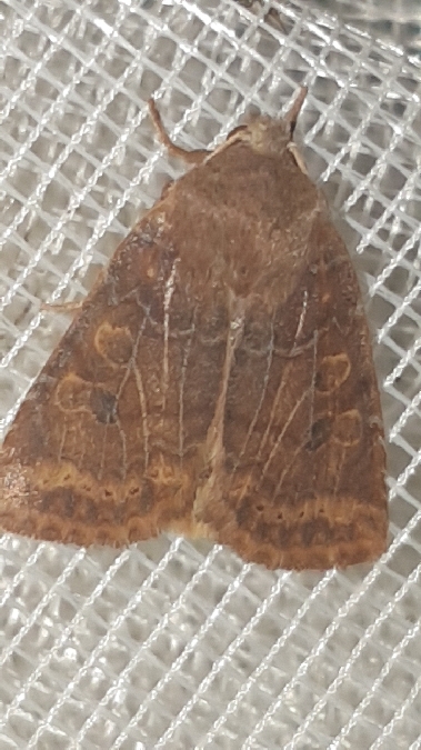 Orrhodie de l'airelle  - Melchior Viallet