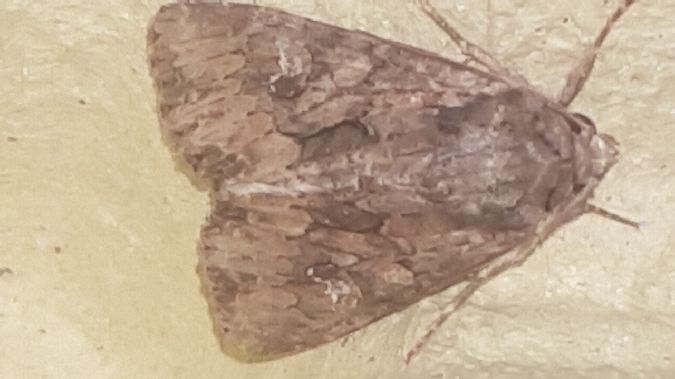 Mniotype solieri  - Melchior Viallet