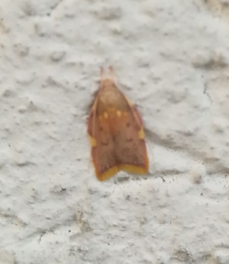 Carcina quercana  - Thomas Lux