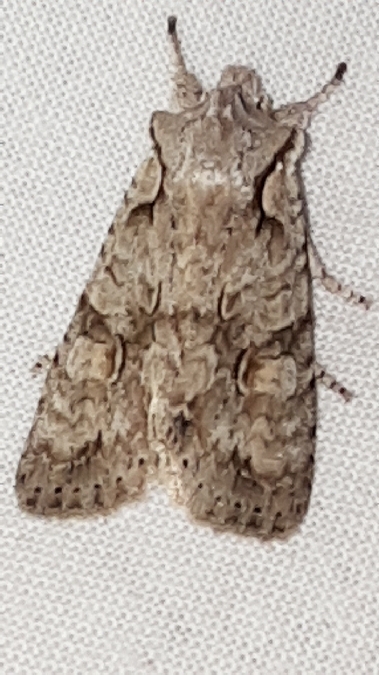Lithophane ornitopus  - Melchior Viallet