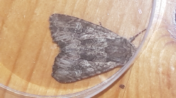 Mniotype solieri  - Melchior Viallet
