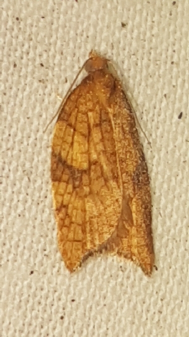 Acleris rhombana  - Melchior Viallet
