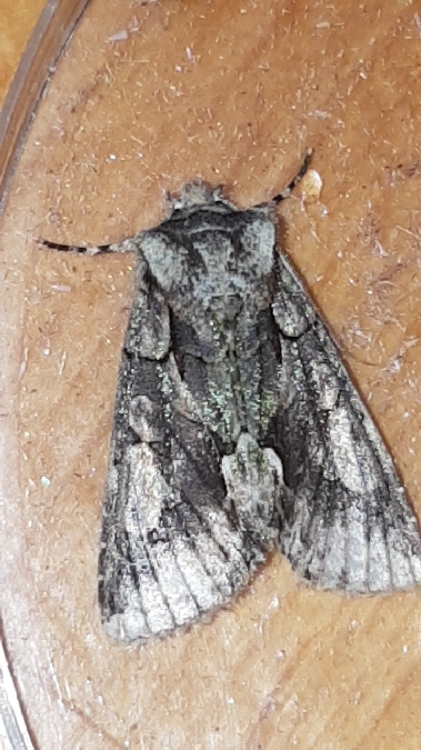 Allophyes oxyacanthae  - Melchior Viallet