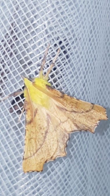 Ennomos alniaria  - Melchior Viallet