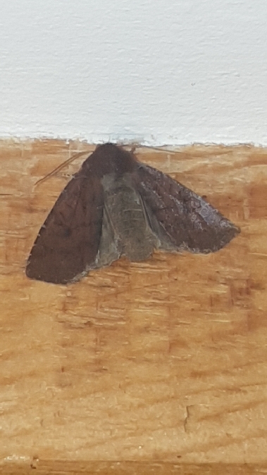Orrhodie ligulée  - Melchior Viallet