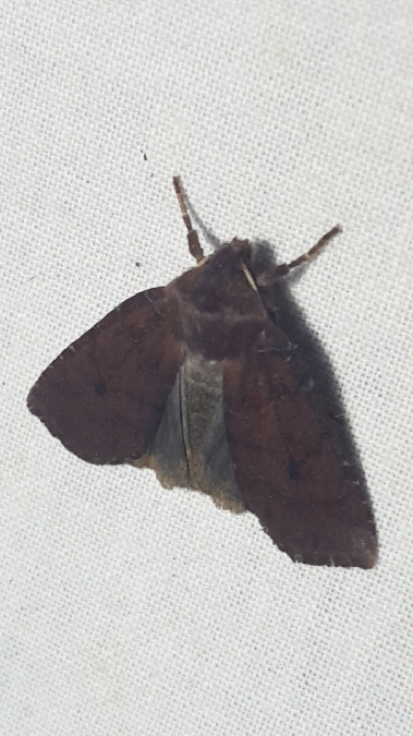 Orrhodie ligulée  - Melchior Viallet