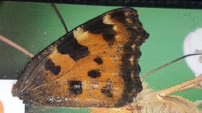 Grande Tortue  - Melchior Viallet