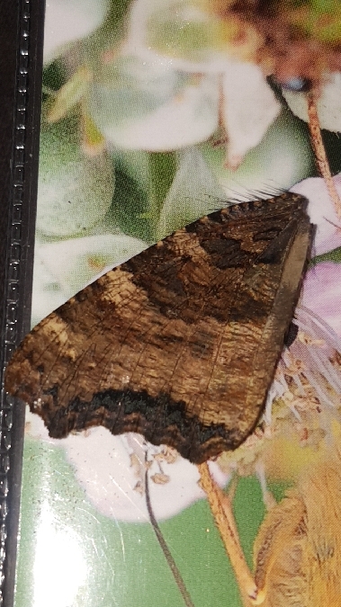 Grande Tortue  - Melchior Viallet