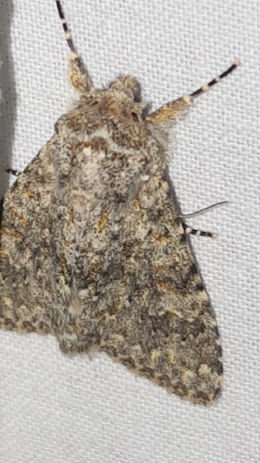 Polymixis flavicincta  - Melchior Viallet