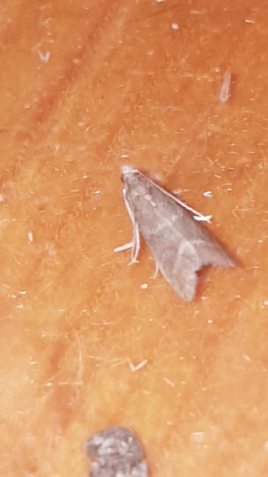 Eccopisa effractella  - Melchior Viallet