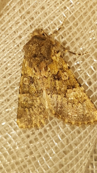 Polymixis lichenea  - Melchior Viallet