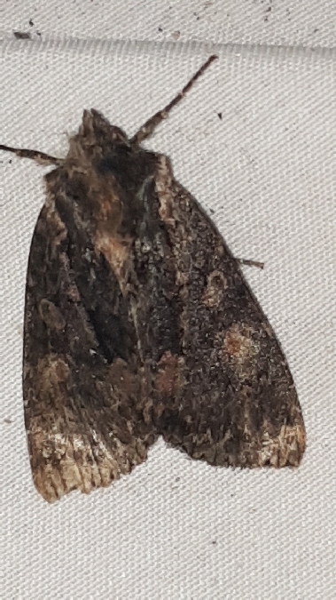 Mniotype satura  - Melchior Viallet