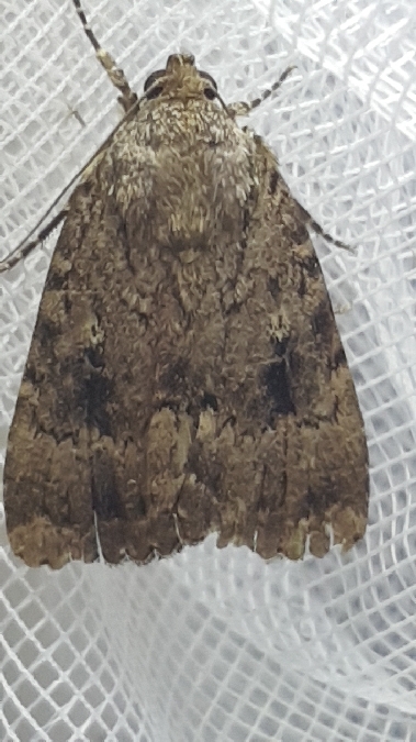 Amphipyra berbera  - Melchior Viallet