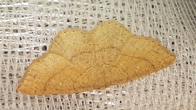 Cyclophora linearia  - Melchior Viallet