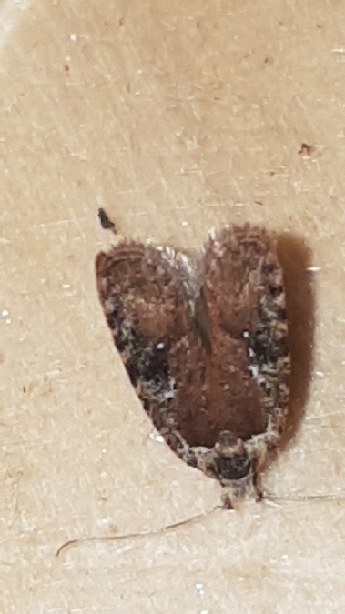 Agonopterix purpurea  - Melchior Viallet
