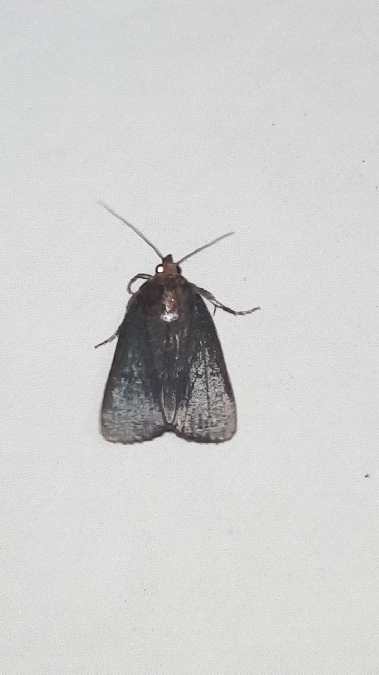 Amphipyra livida  - Melchior Viallet
