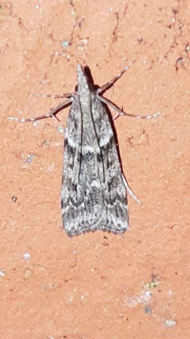 Eudonia angustea  - Melchior Viallet