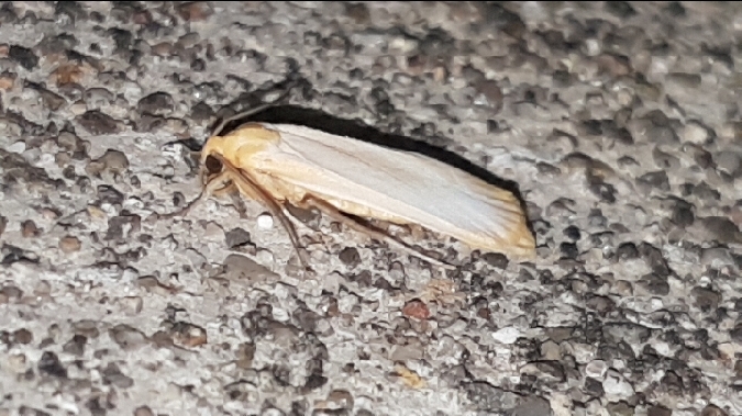 Lithosie déprimée (L. ocre)  - Melchior Viallet