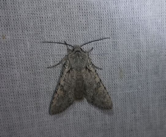 Lithophane ornitopus  - Thomas Lux