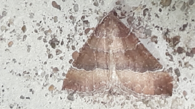 Larentia clavaria  - Melchior Viallet