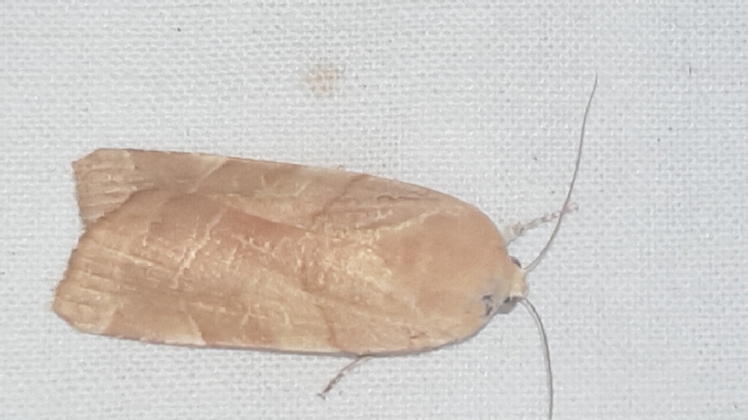 Noctua fimbriata  - Melchior Viallet